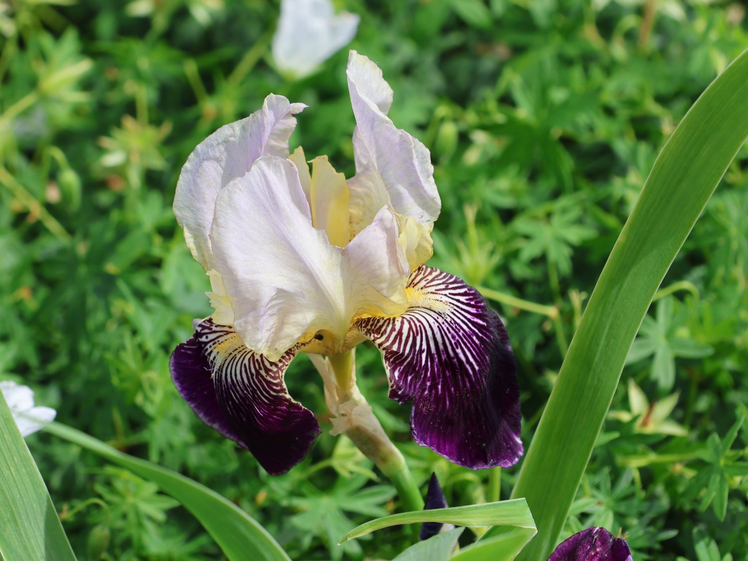 Hohe Bartiris 'Salonique'