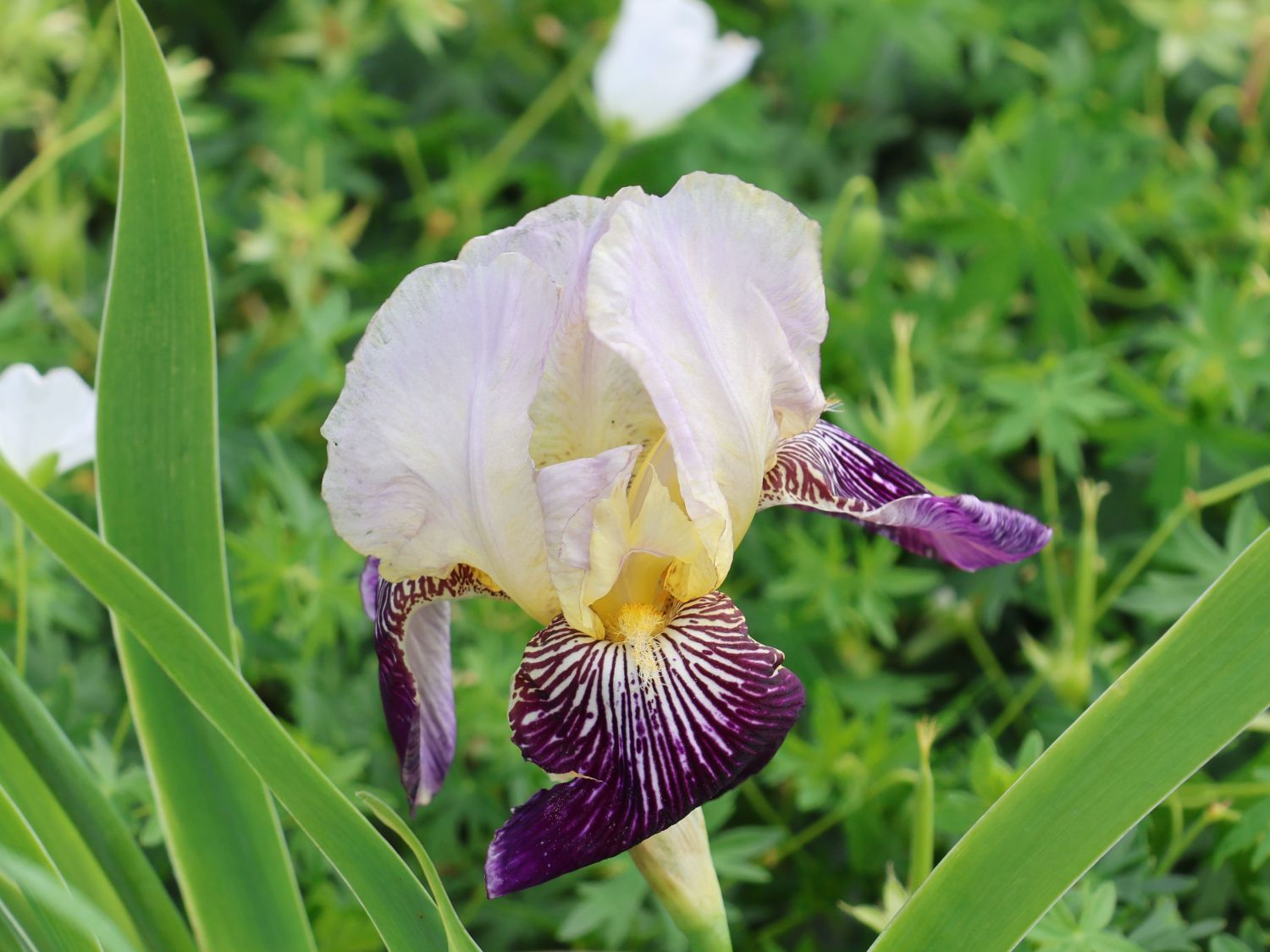 Hohe Bartiris 'Salonique' - Iris x germanica 'Salonique'