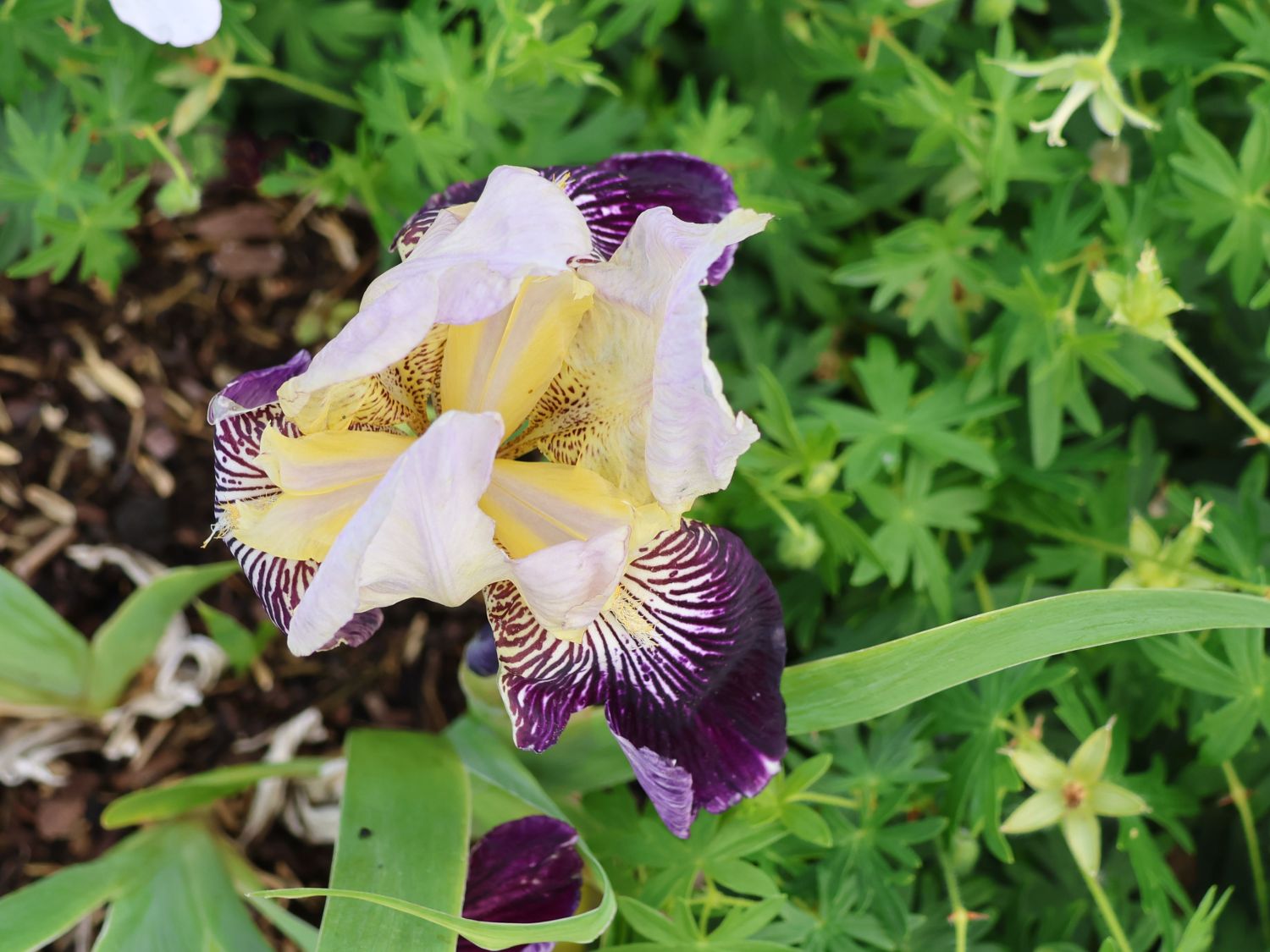 Hohe Bartiris 'Salonique' - Iris x germanica 'Salonique'