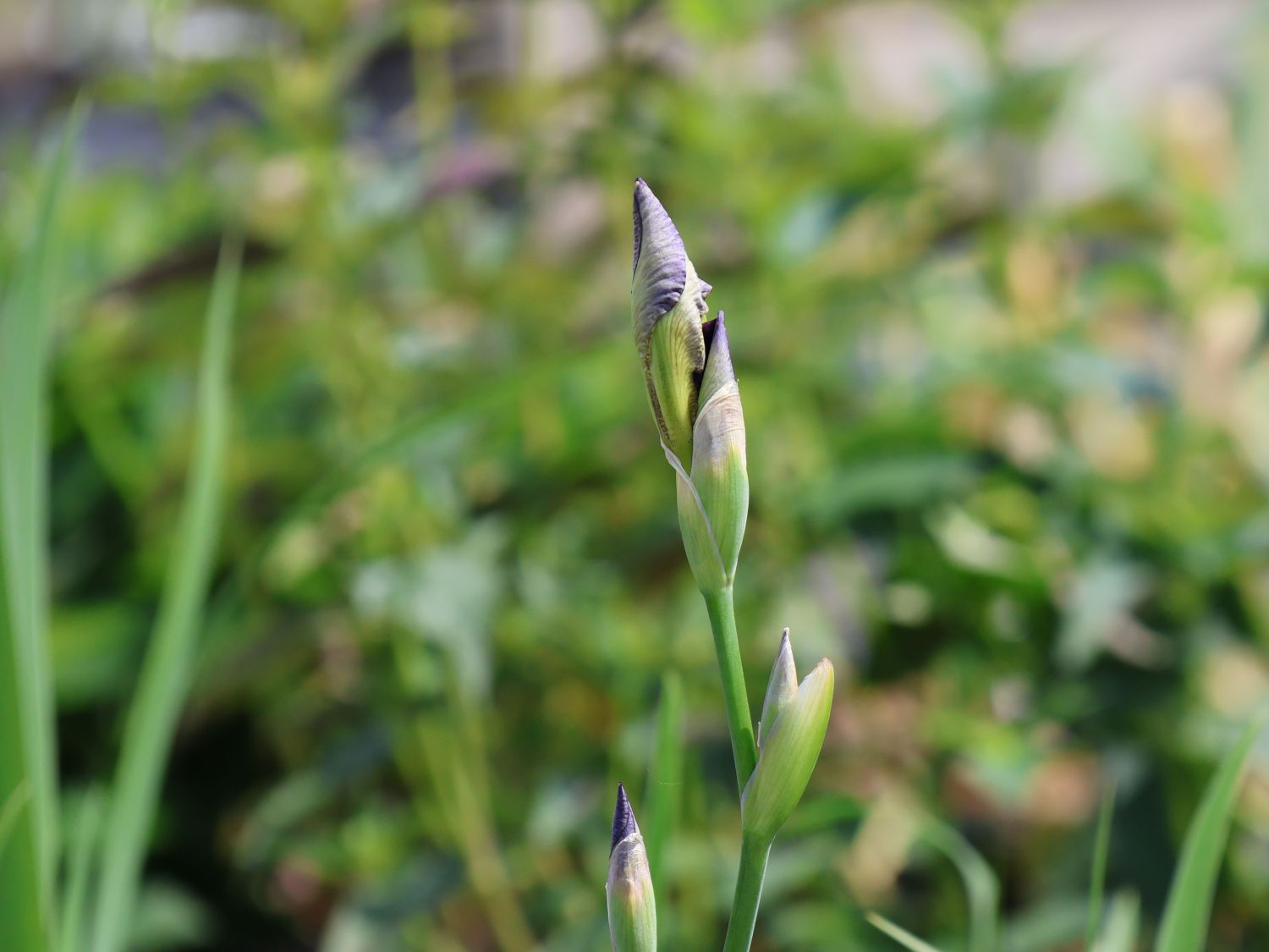 Hohe Bartiris 'Salonique' - Iris x germanica 'Salonique'