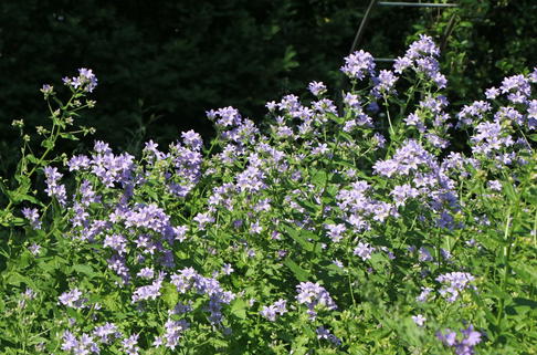 Hohe Dolden-Glockenblume - Campanula lactiflora