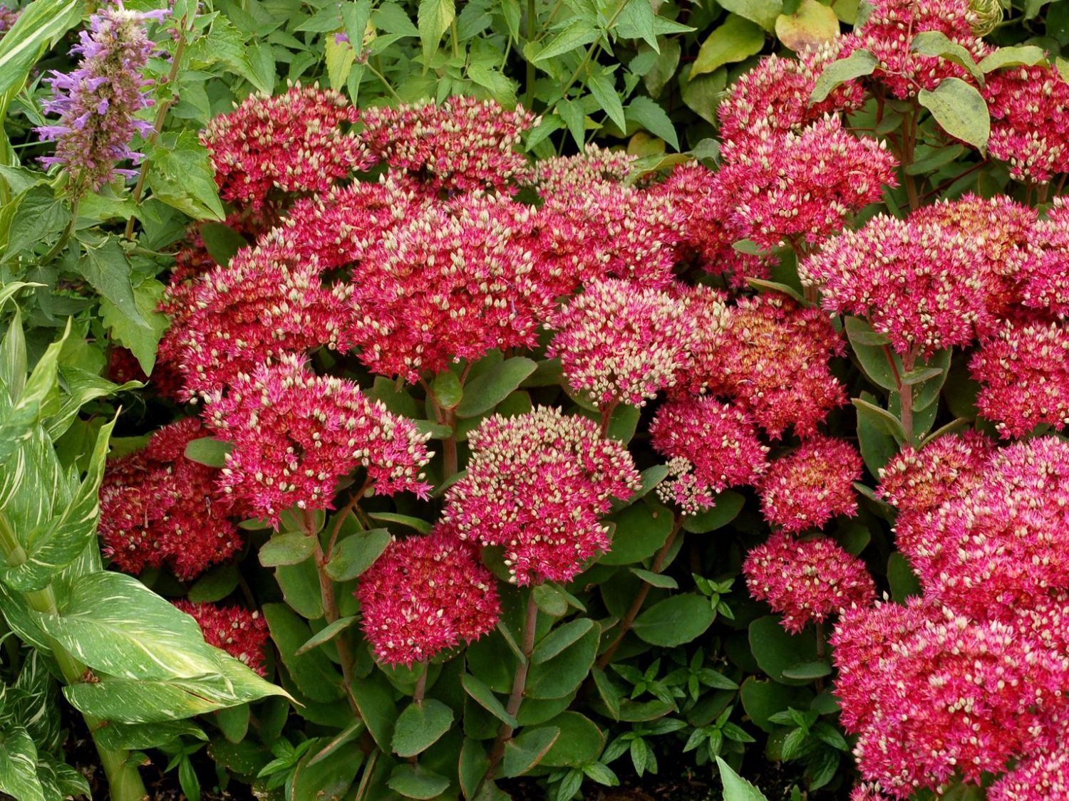 Hohe Fetthenne 'Class Act'