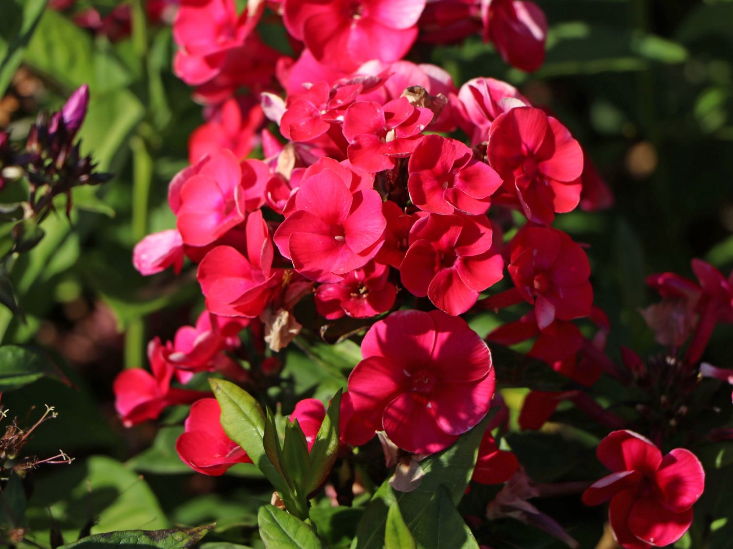 Hohe Flammenblume 'Adessa Red' ®