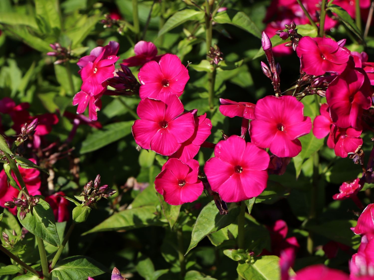 Hohe Flammenblume 'Adessa Special Fire' ®