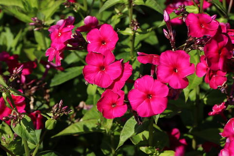 Hohe Flammenblume 'Adessa Special Fire' ® - Phlox paniculata 'Adessa Special Fire' ®