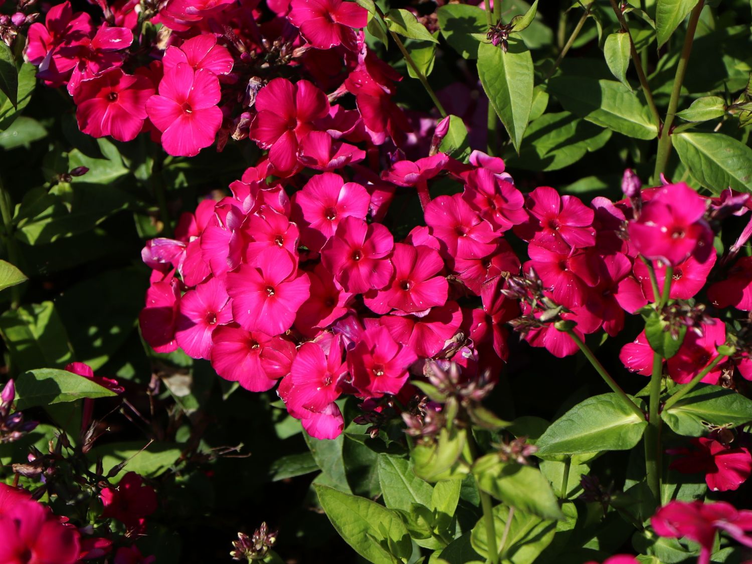 Hohe Flammenblume 'Adessa Special Fire' ® - Phlox paniculata 'Adessa Special Fire' ®