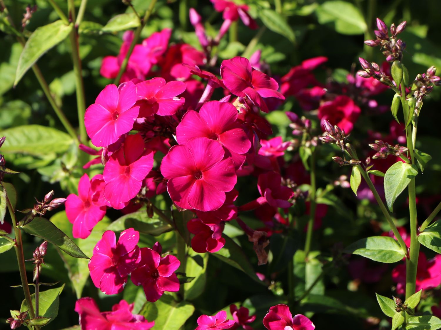 Hohe Flammenblume 'Adessa Special Fire' ® - Phlox paniculata 'Adessa Special Fire' ®