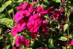 Hohe Flammenblume 'Adessa Special Fire' ® - Phlox paniculata 'Adessa Special Fire' ®