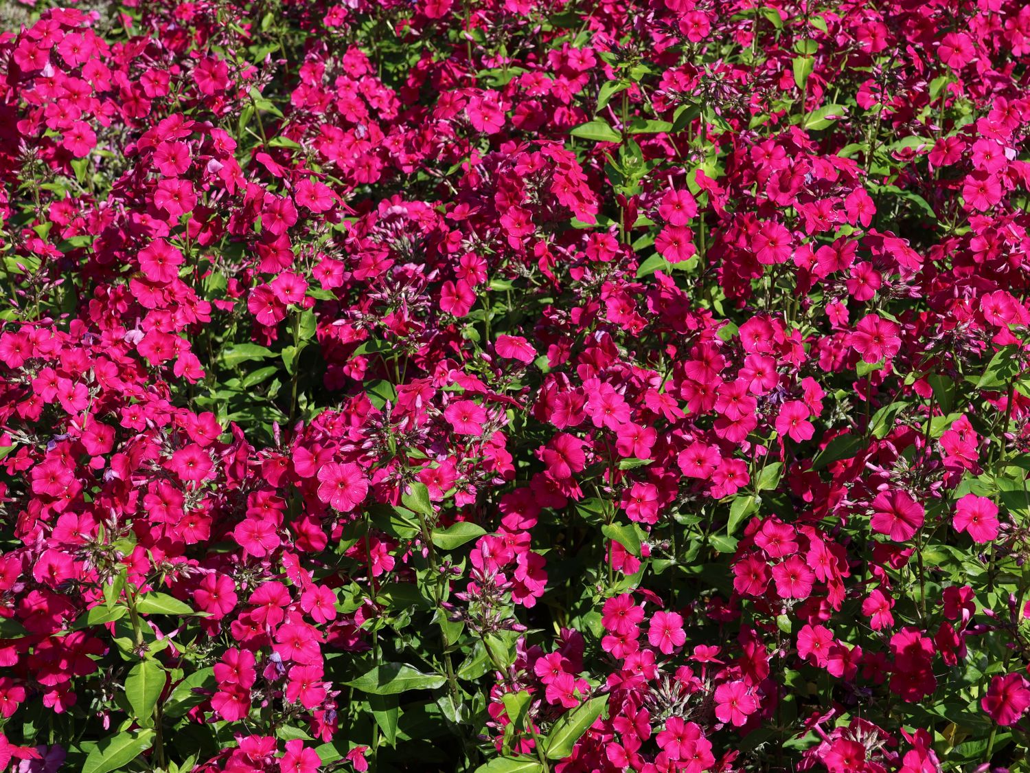 Hohe Flammenblume 'Adessa Special Fire' ® - Phlox paniculata 'Adessa Special Fire' ®