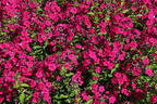 Hohe Flammenblume 'Adessa Special Fire' ® - Phlox paniculata 'Adessa Special Fire' ®