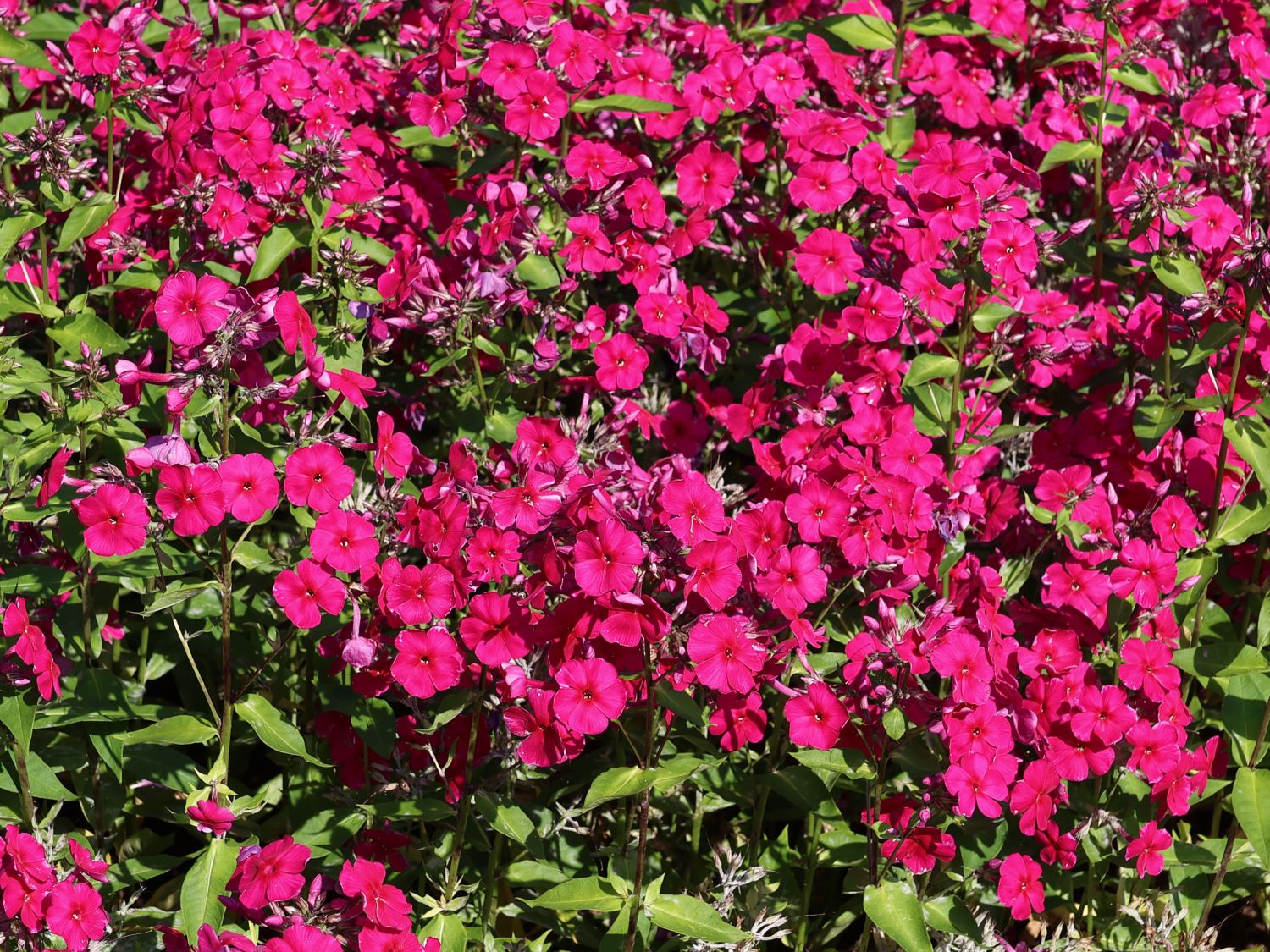 Hohe Flammenblume 'Adessa Special Fire' ® - Phlox paniculata 'Adessa Special Fire' ®