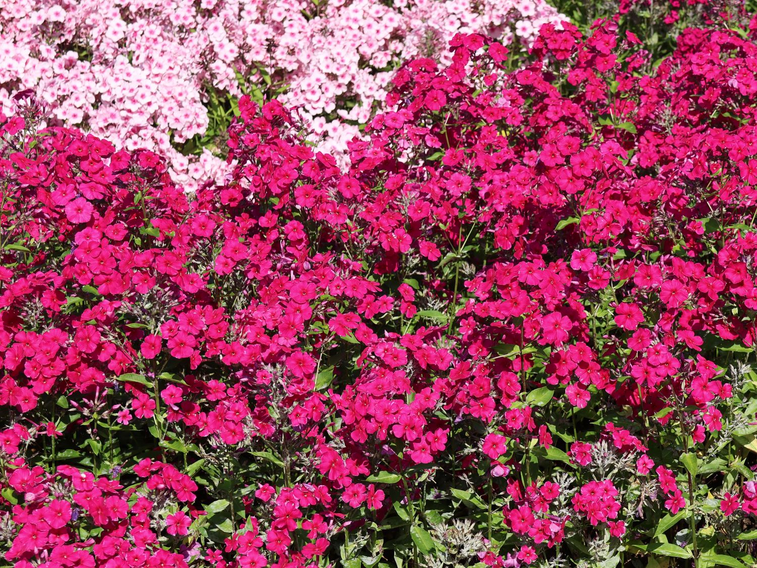Hohe Flammenblume 'Adessa Special Fire' ® - Phlox paniculata 'Adessa Special Fire' ®