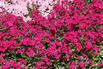 Hohe Flammenblume 'Adessa Special Fire' ® - Phlox paniculata 'Adessa Special Fire' ®