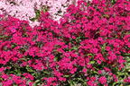 Hohe Flammenblume 'Adessa Special Fire' ® - Phlox paniculata 'Adessa Special Fire' ®