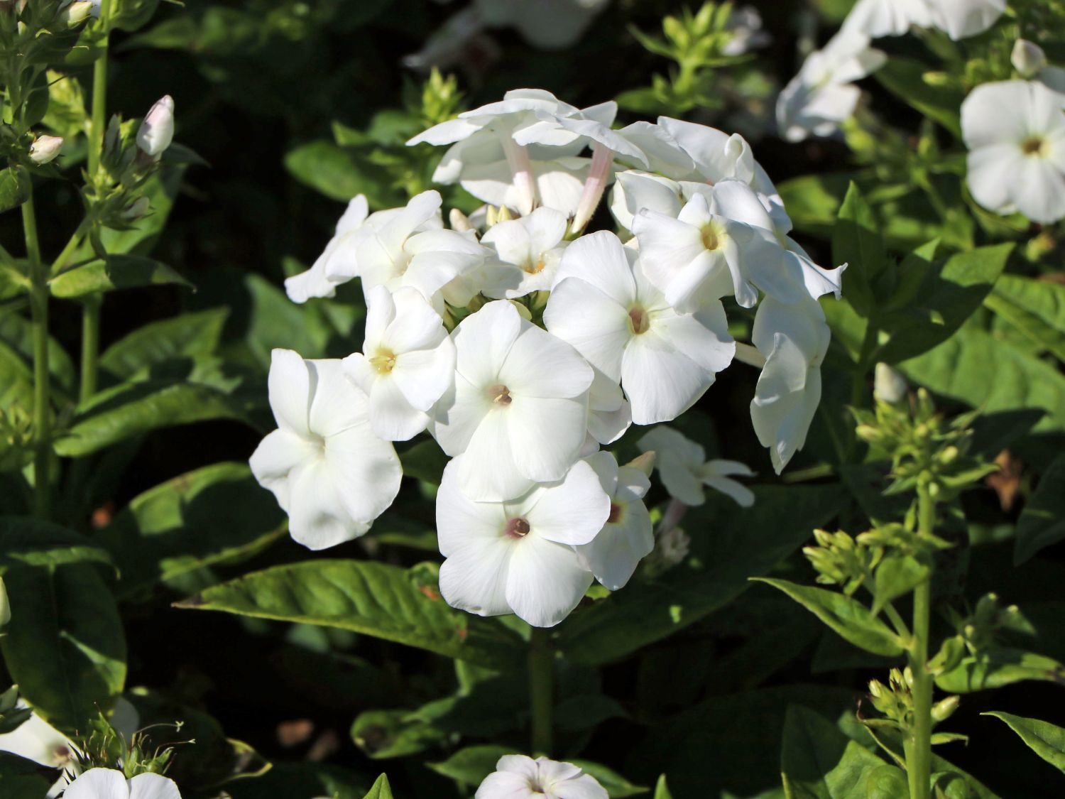 Hohe Flammenblume 'Adessa ® White'