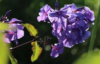 Hohe Flammenblume 'Amethyst'