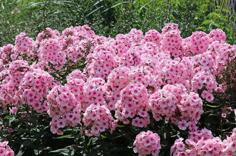 Hohe Flammenblume 'Bright Eyes' - Phlox paniculata 'Bright Eyes'