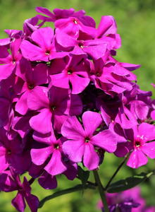 Hohe Flammenblume 'Düsterlohe'