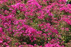 Hohe Flammenblume 'Early Cerise' - Phlox paniculata 'Early Cerise'