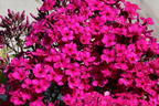 Hohe Flammenblume 'Early Cerise' - Phlox paniculata 'Early Cerise'