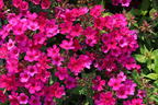 Hohe Flammenblume 'Early Cerise' - Phlox paniculata 'Early Cerise'