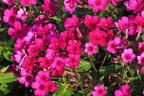 Hohe Flammenblume 'Early Cerise' - Phlox paniculata 'Early Cerise'