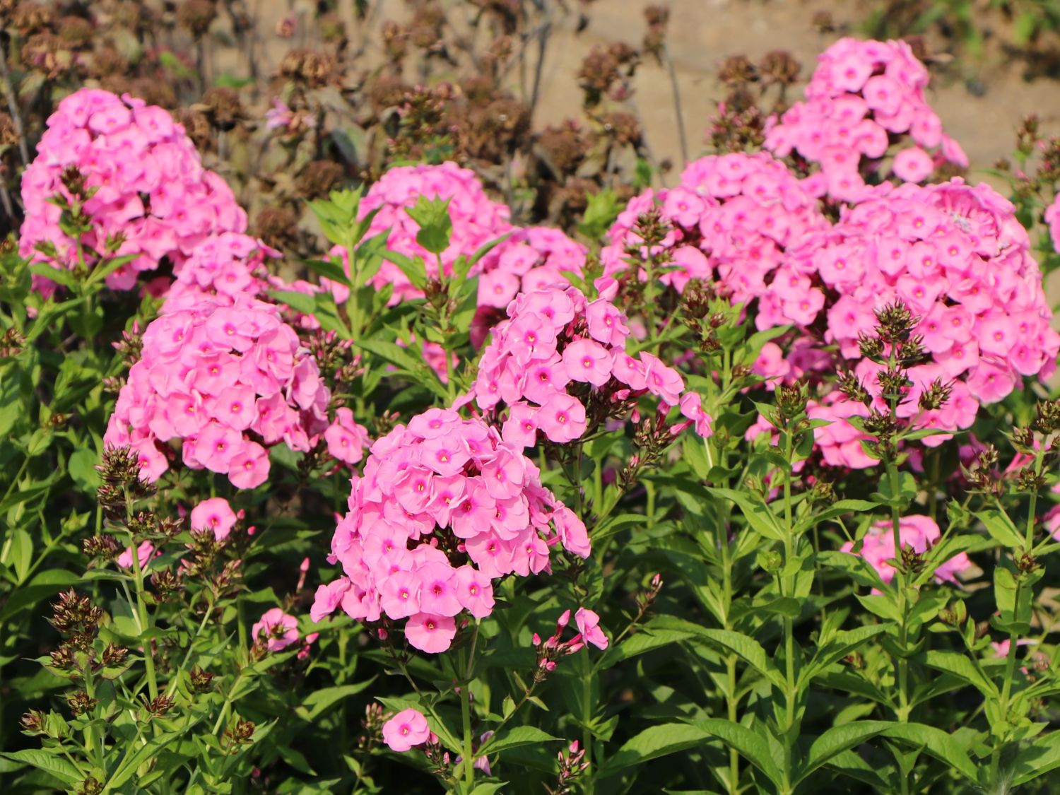 Hohe Flammenblume 'Elizabeth Arden'