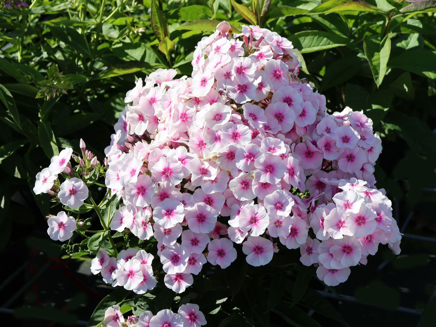 Hohe Flammenblume 'Europa'