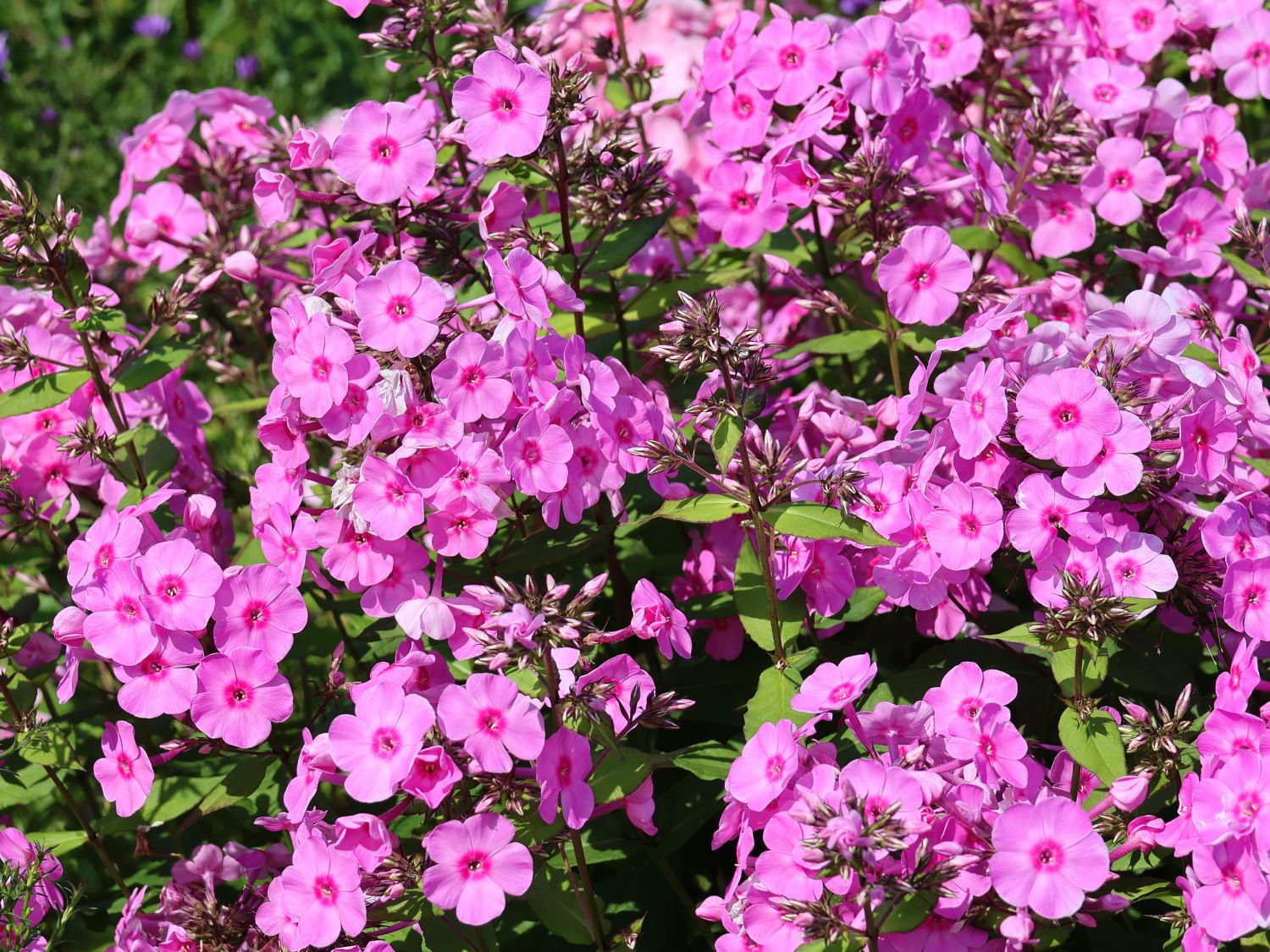 Hohe Flammenblume 'Eva Cullum'