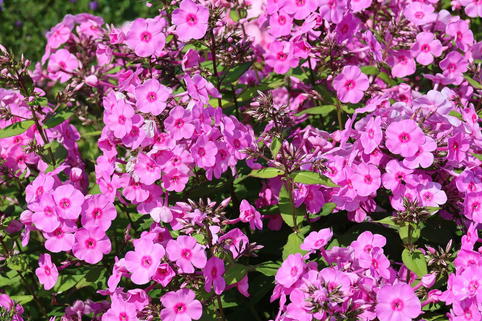 Hohe Flammenblume 'Eva Cullum' - Phlox paniculata 'Eva Cullum'