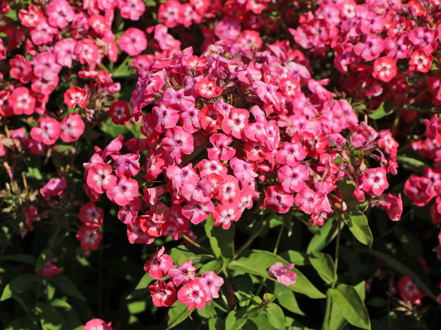 Hohe Flammenblume 'Famous Coral'