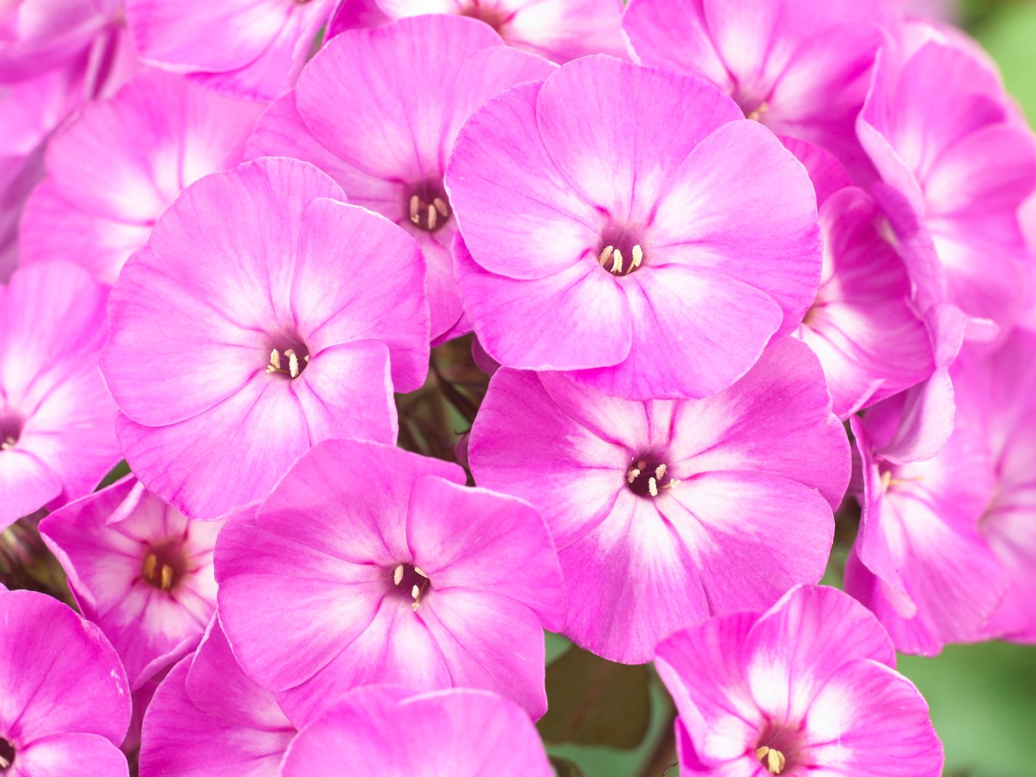 Hohe Flammenblume 'Famous Light Purple'