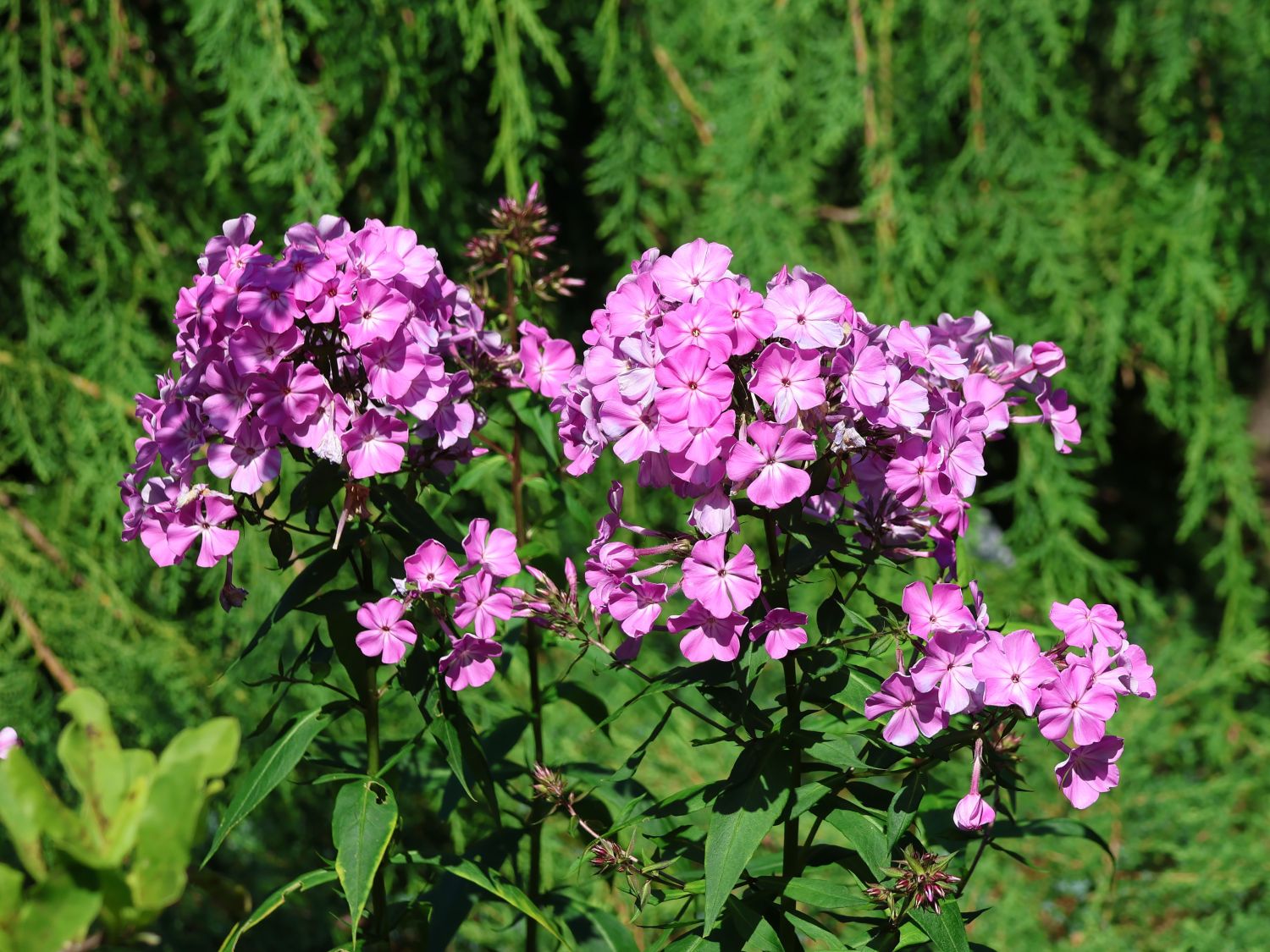 Hohe Flammenblume 'Famous Light Purple' - Phlox paniculata 'Famous Light Purple'