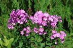 Hohe Flammenblume 'Famous Light Purple' - Phlox paniculata 'Famous Light Purple'
