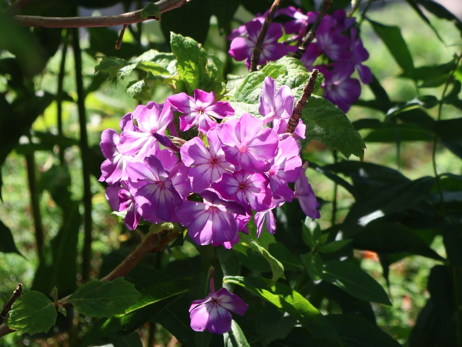 Hohe Flammenblume 'Famous Light Purple' - Phlox paniculata 'Famous Light Purple'
