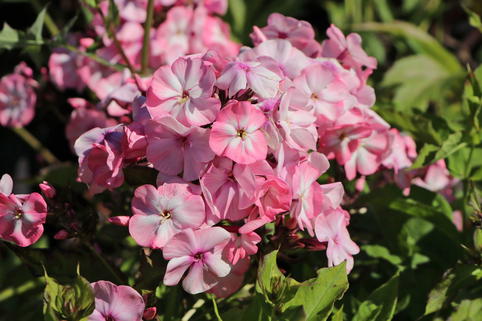 Hohe Flammenblume 'Famous Pink with Eye' - Phlox paniculata 'Famous Pink with Eye'
