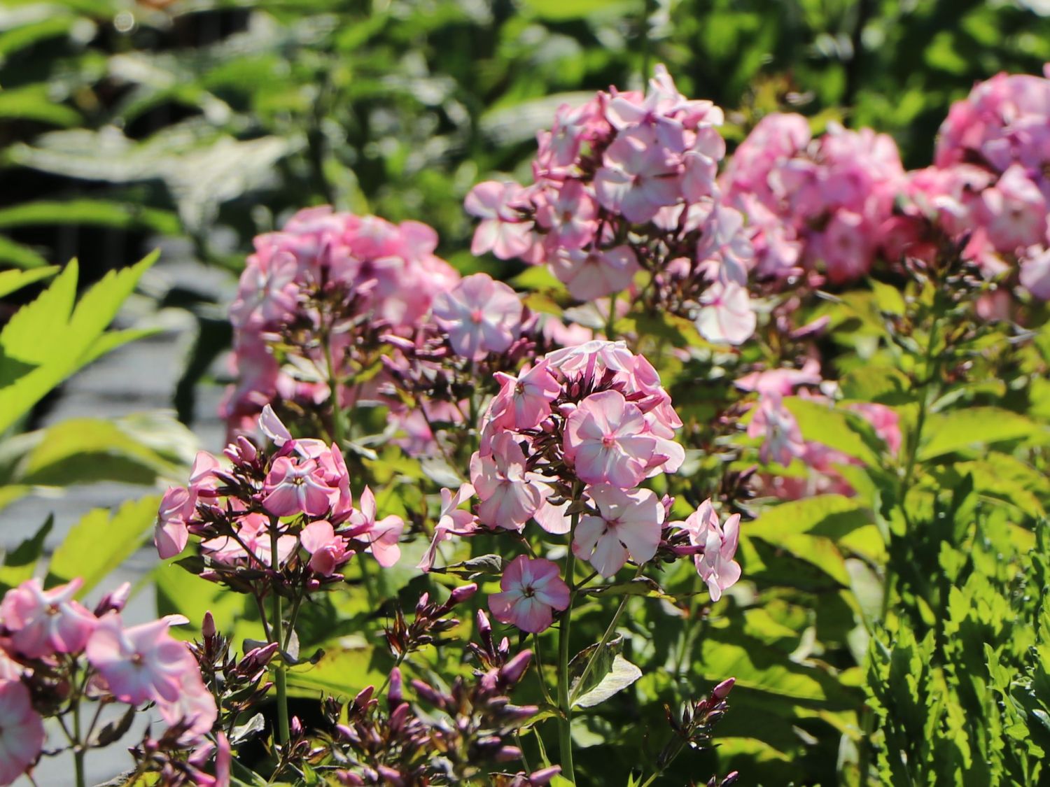 Hohe Flammenblume 'Famous Pink with Eye' - Phlox paniculata 'Famous Pink with Eye'
