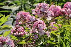 Hohe Flammenblume 'Famous Pink with Eye' - Phlox paniculata 'Famous Pink with Eye'