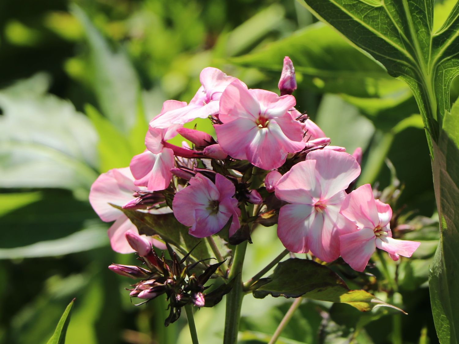 Hohe Flammenblume 'Famous Pink with Eye' - Phlox paniculata 'Famous Pink with Eye'