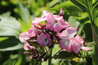 Hohe Flammenblume 'Famous Pink with Eye' - Phlox paniculata 'Famous Pink with Eye'