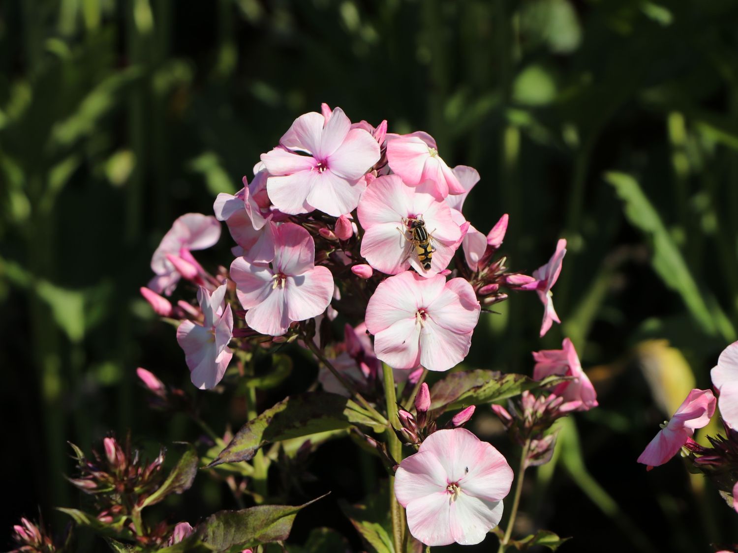 Hohe Flammenblume 'Famous Pink with Eye' - Phlox paniculata 'Famous Pink with Eye'