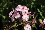 Hohe Flammenblume 'Famous Pink with Eye' - Phlox paniculata 'Famous Pink with Eye'