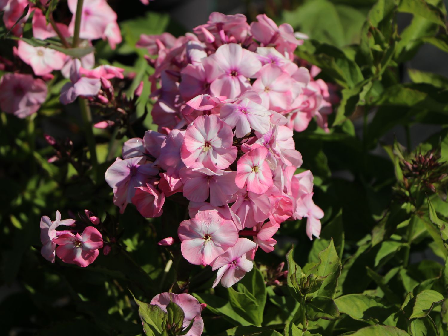 Hohe Flammenblume 'Famous Pink with Eye' - Phlox paniculata 'Famous Pink with Eye'