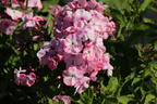 Hohe Flammenblume 'Famous Pink with Eye' - Phlox paniculata 'Famous Pink with Eye'