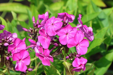 Hohe Flammenblume 'Famous Purple' - Phlox paniculata 'Famous Purple'