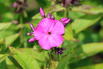 Hohe Flammenblume 'Famous Purple' - Phlox paniculata 'Famous Purple'