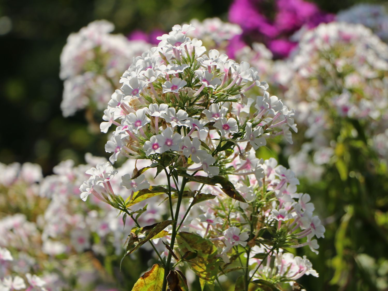 Hohe Flammenblume 'Famous White with Eye' - Phlox paniculata 'Famous White with Eye'