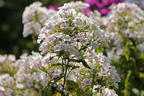 Hohe Flammenblume 'Famous White with Eye' - Phlox paniculata 'Famous White with Eye'