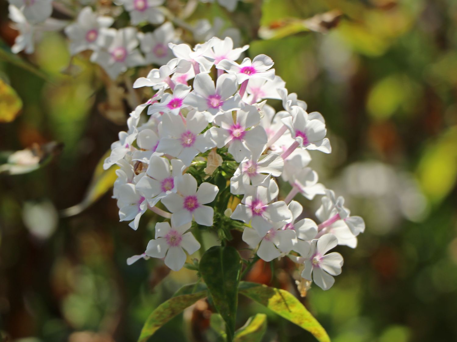 Hohe Flammenblume 'Famous White with Eye' - Phlox paniculata 'Famous White with Eye'