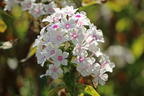 Hohe Flammenblume 'Famous White with Eye' - Phlox paniculata 'Famous White with Eye'